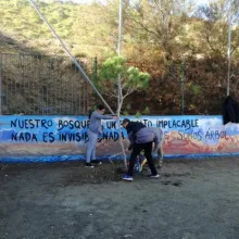 Plantando el pino