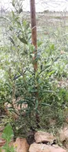 Olivo bosque Corvera