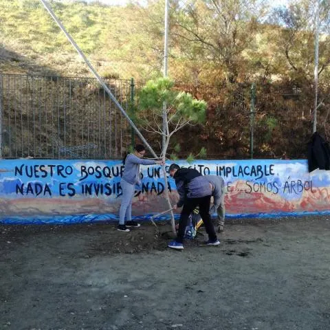 Plantando el pino