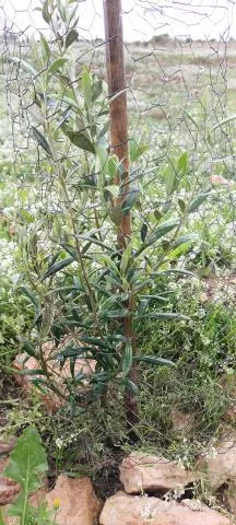 Olivo bosque Corvera