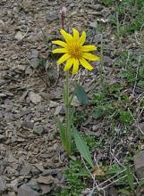 Árnica angustifolia